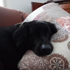 Meet your Posher, Les